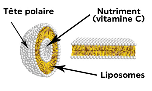 structure d'un liposome